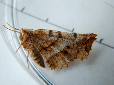 Early Thorn